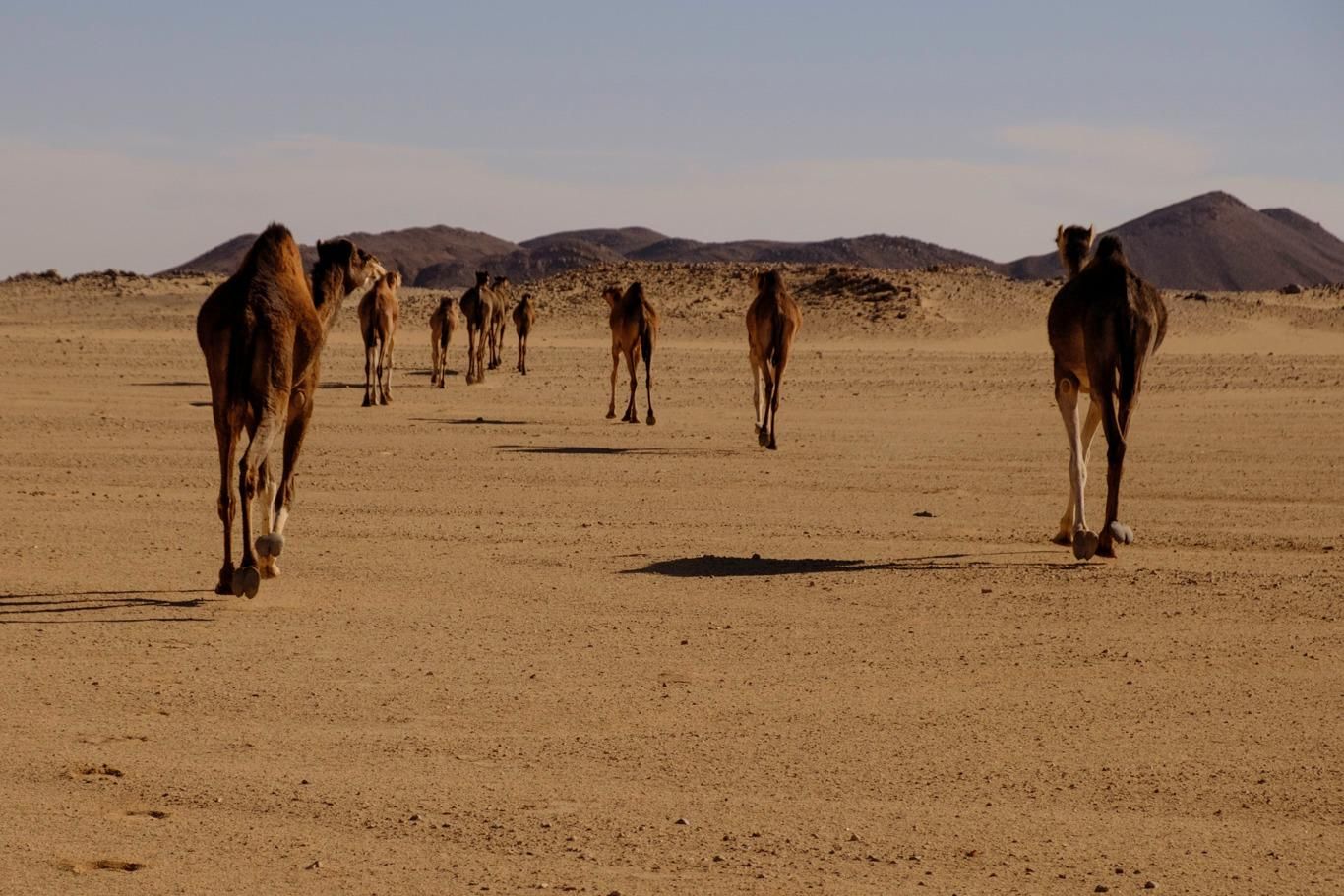 Caravane de dromadaires dans le Hoggar